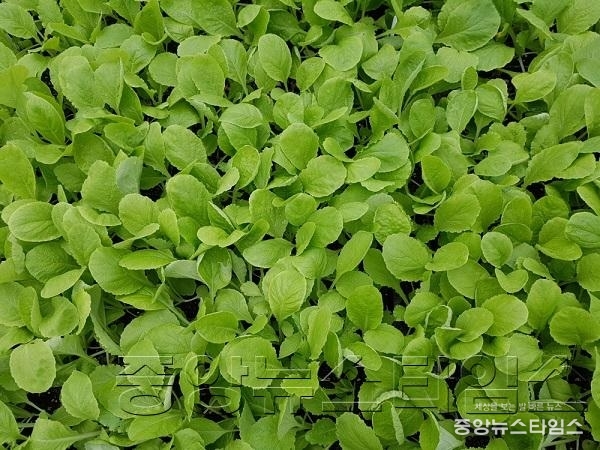 구억배추 모종.jpg