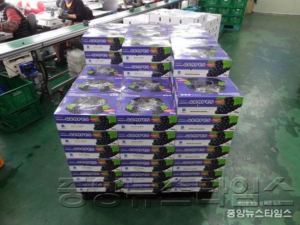 3-2. 수출 화성포도 포장.jpg