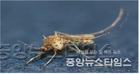 1.일본뇌염모기.jpg