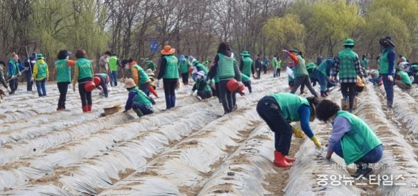 새마을운동 하남시지회, 사랑의 나눔 감자 심기 실시