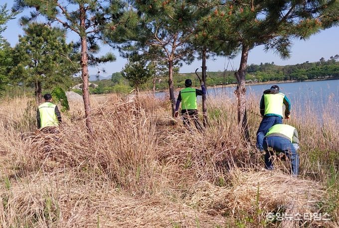 속초시, 생태계 교란식물 제거 사업 추진