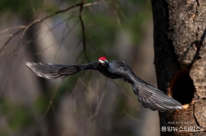 생물부문 대상작