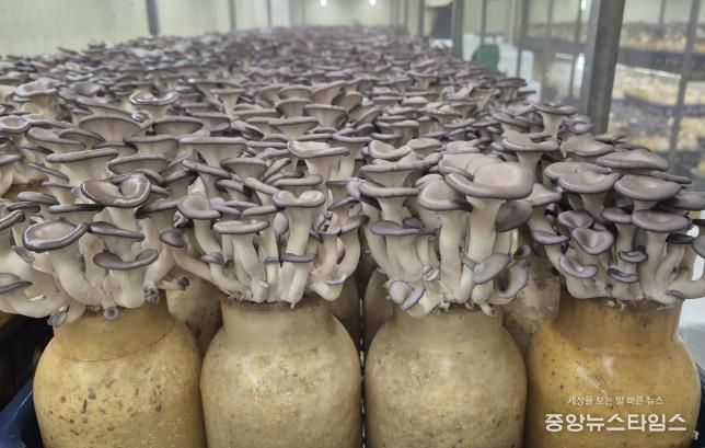 기존 배지로 재배되고 있는 느타리(양평군 소재 B농가)