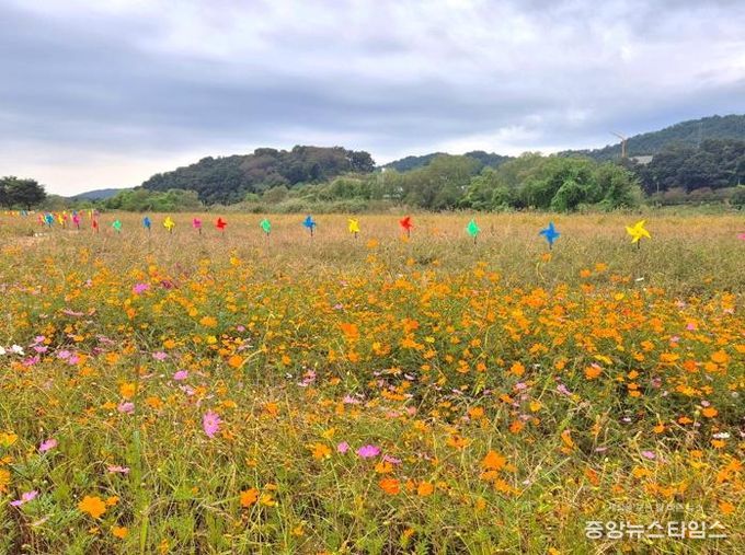 제3회 여주 대신섬 가을사랑 축제 개막…가을바람 따라 알록달록 바람개비 물결