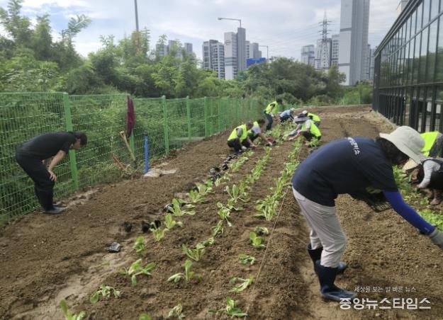 과천시 문원동, ‘행복 나눔 텃밭’ 조성…취약계층에 따뜻한 나눔 실천