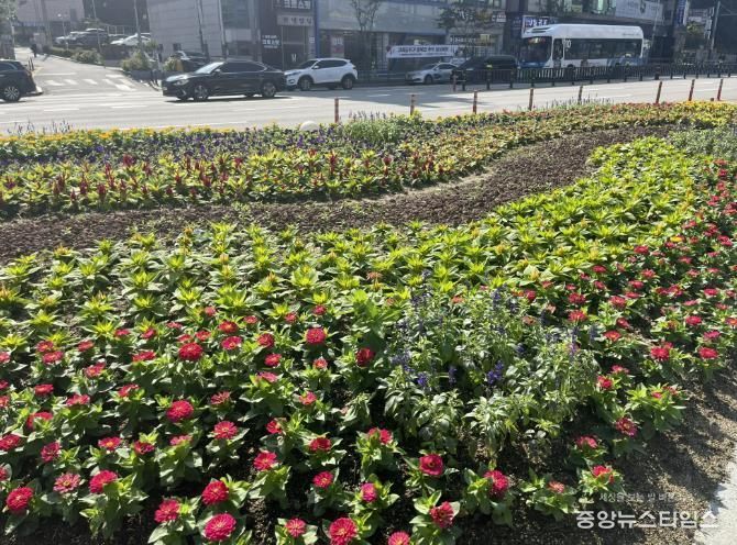 용인특례시 처인구는 주요 지역에 추석맞이 가을꽃길을 조성했다