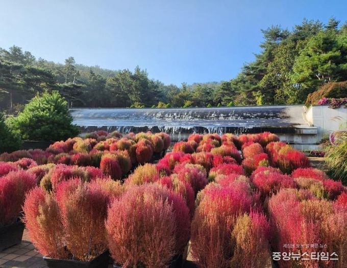 벽천의 가을 댑싸리