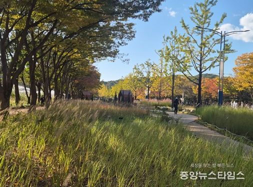 인천대공원에서 즐기는 마지막 코스모스