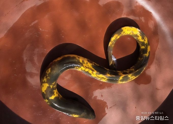 수만 분의 1 확률 초희귀 황금장어, 고향 소양호로 돌아간다!