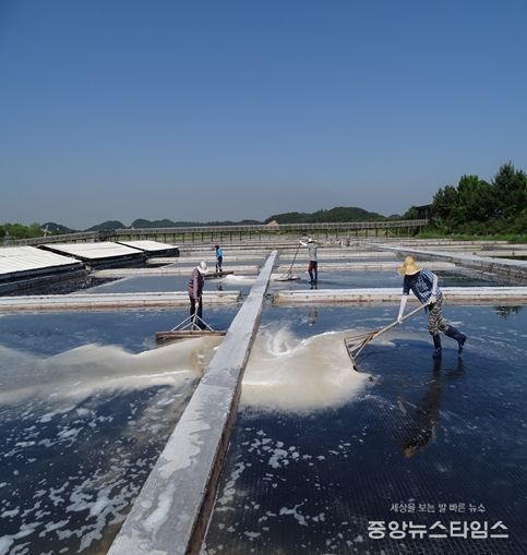 천일염 채취