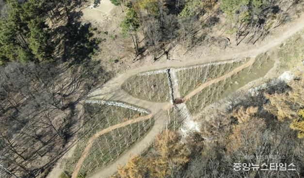 용인특례시가 수지구 죽전동에 조성한 '도시 숲' 모습.(용인시 제공)