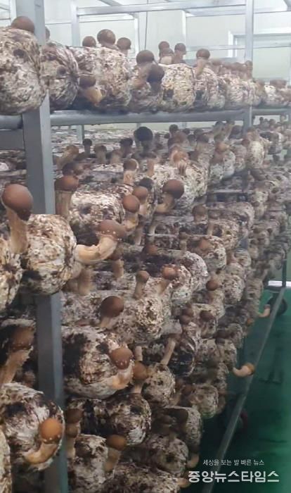 포천시, ‘표고버섯 스마트 재배기술 교육’ 실시