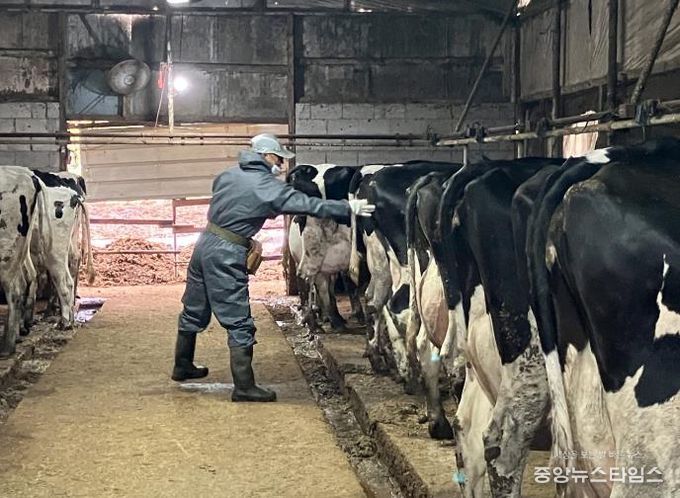 산업동물 공수의사 소 결핵병 공동검진 사진