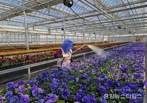 인천시 계양공원사업소, 직접 키운 봄꽃 35만 8천 본 공급