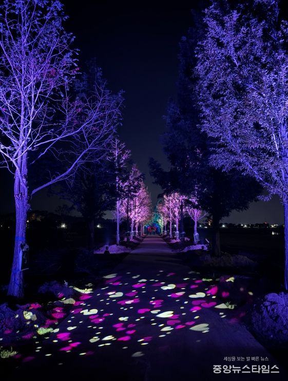 강릉 메타세콰이어길