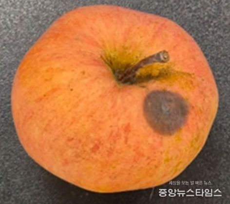 사과 탄저병